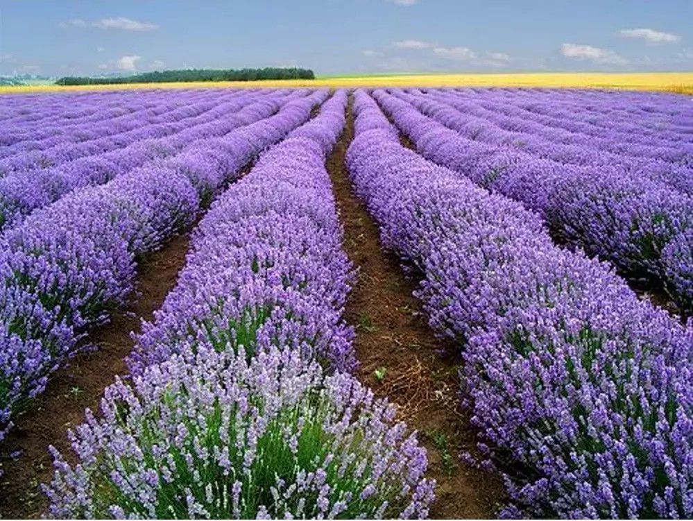 200+ LAVENDER VERA SEEDS — HEIRLOOM — STRONG SCENT – MEDICINAL