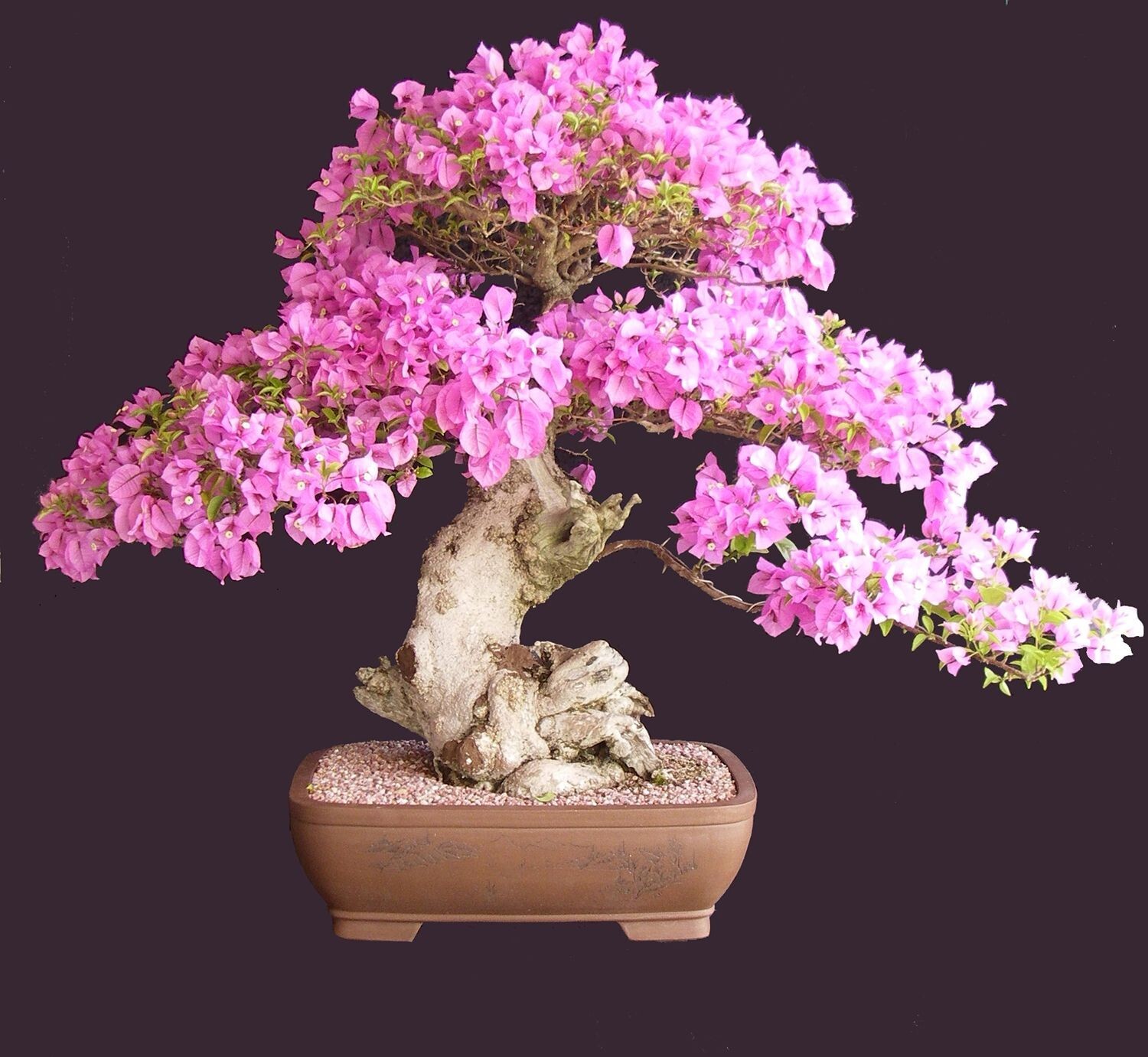 Bonsai Sakura Cherry Blossom tree seeds 2 count~beautiful pink blooms