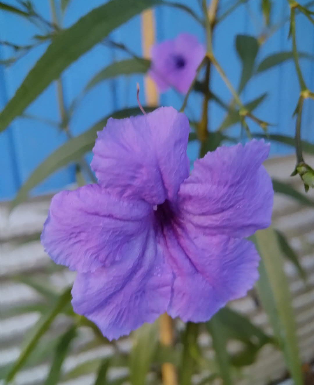 100 Purple Tall Mexican Petunia Seeds