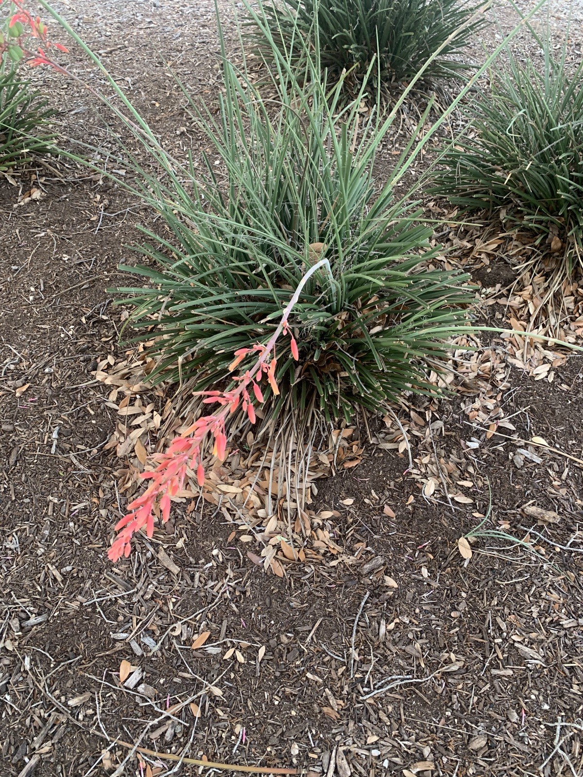 25+ Red Yucca Hesparola Parviflora Seeds