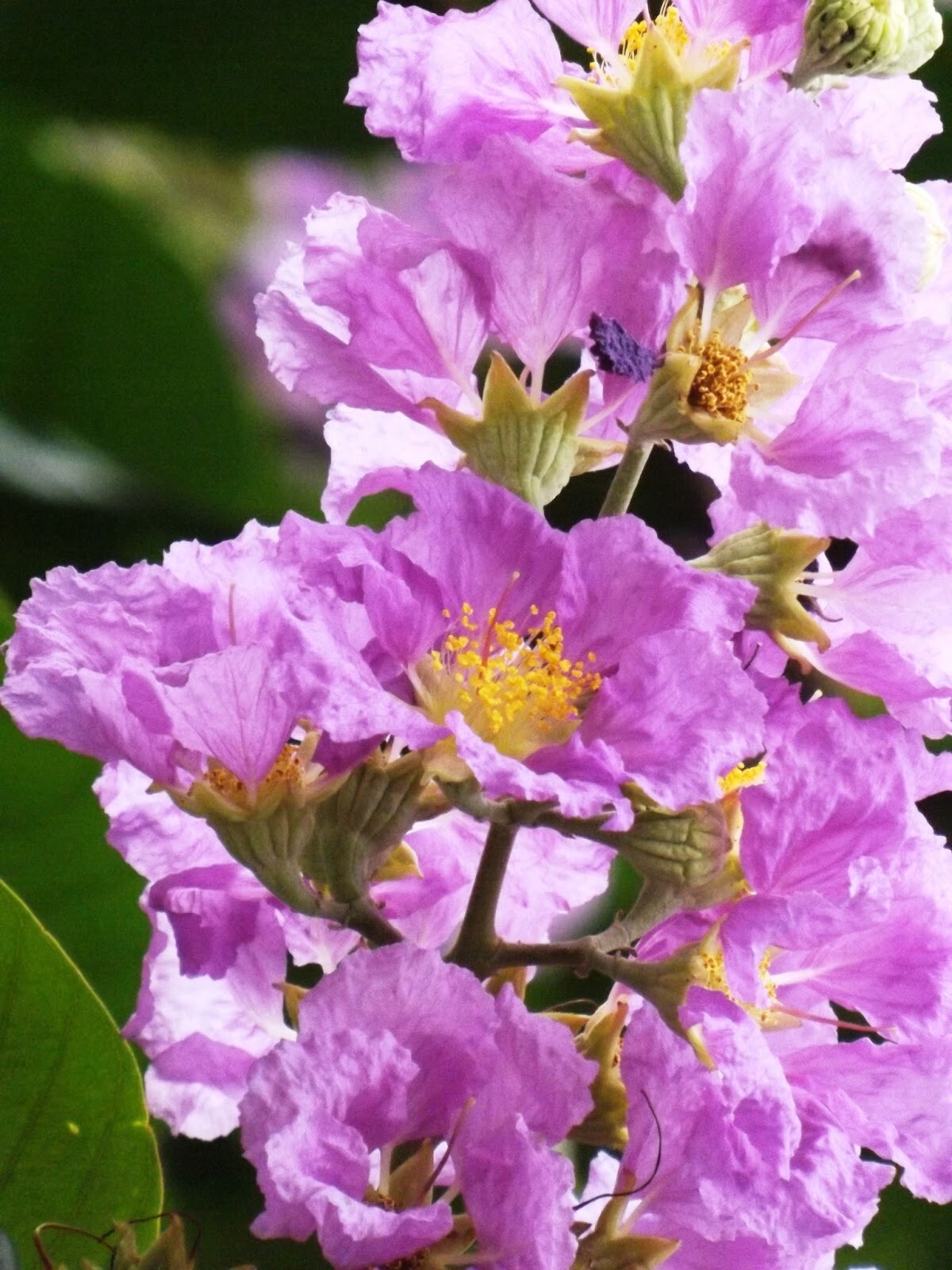 Lagerstroemia speciosa flos reginae Tree 100 Seeds Queens Crape Myrtle Herb