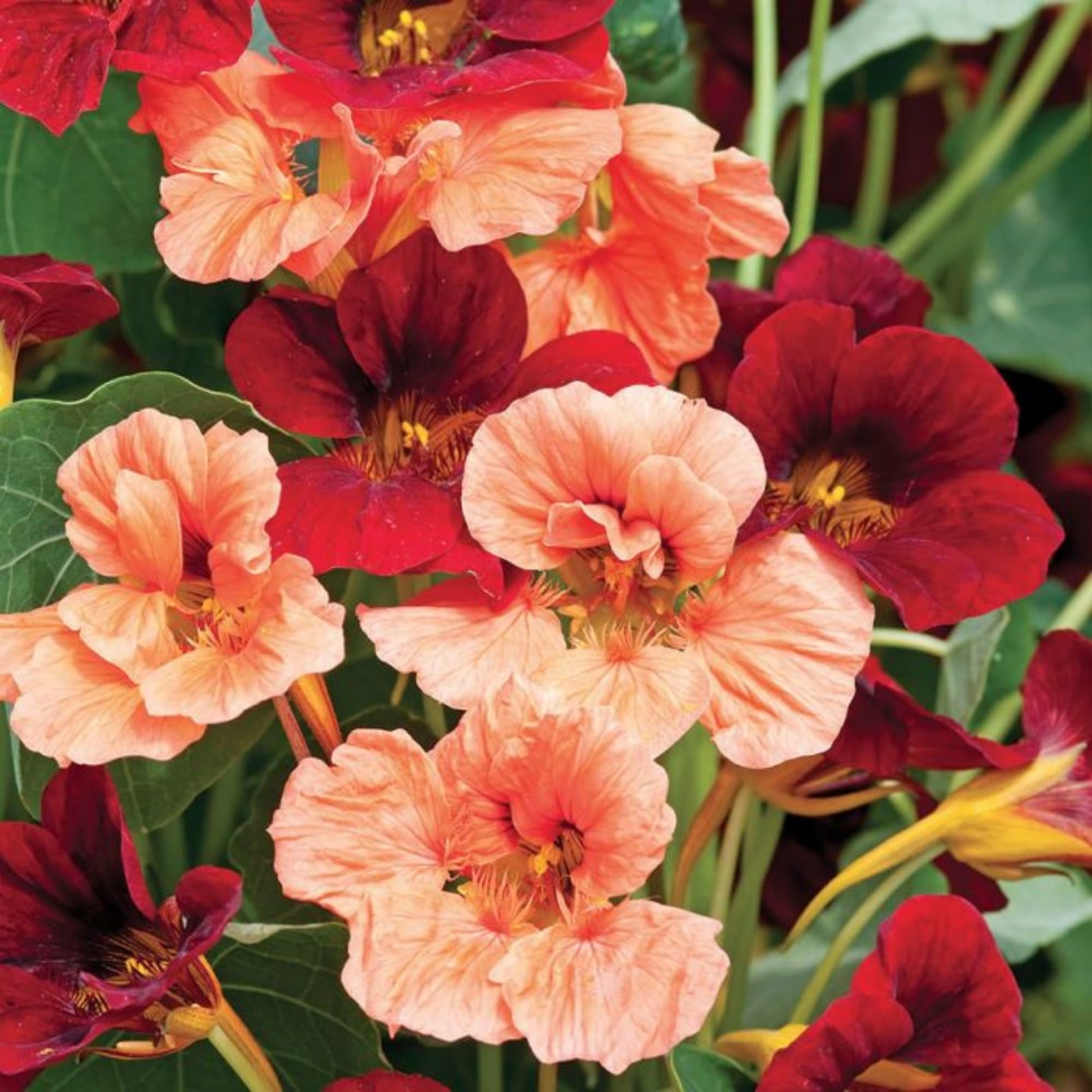 200 PCS Mixed Nasturtium Seeds NonGMO Mixed Color Attracts Pollinators