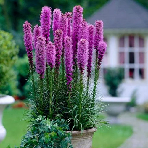 Liatris – Blazing Stars – 25 Seeds Hardy Perennial – Comb. S/H See our store!