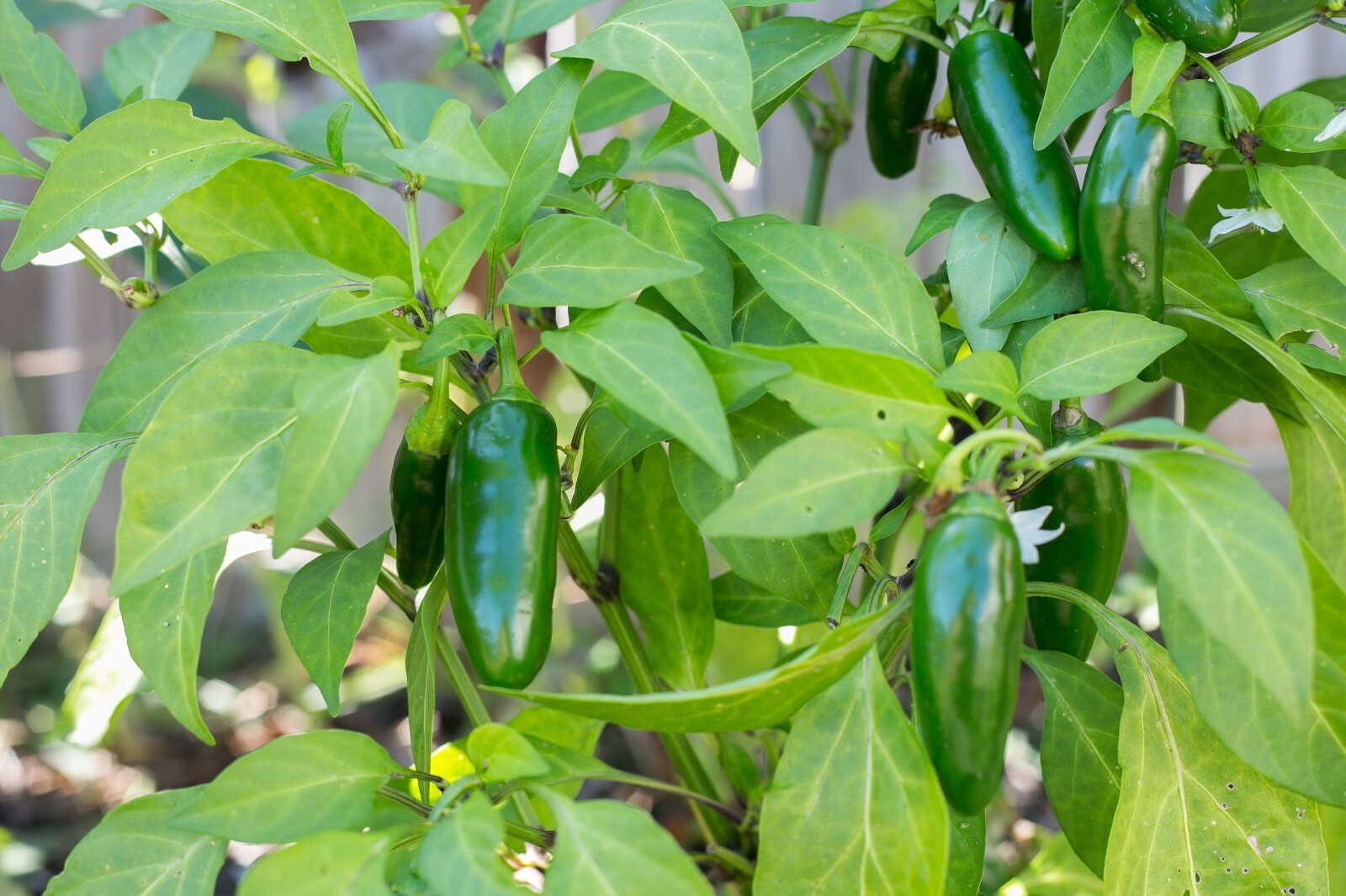 100+ Jalapeno Pepper Seeds | Non-GMO | Heirloom Vegetable Garden Seeds from USA