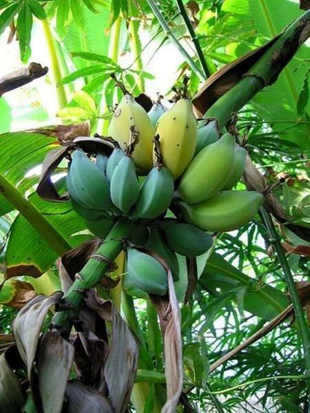 Musa balbisiana Gigantea | Bhimkol Wild | King Kong | 10 Seeds