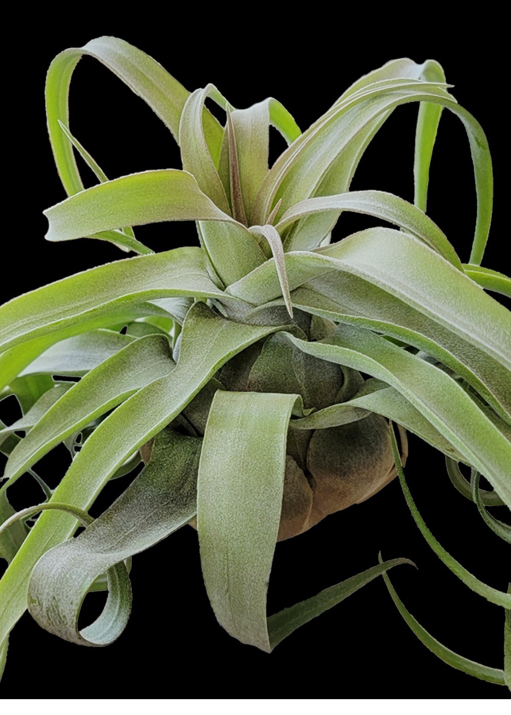 Tillandsia BR Streptophylla