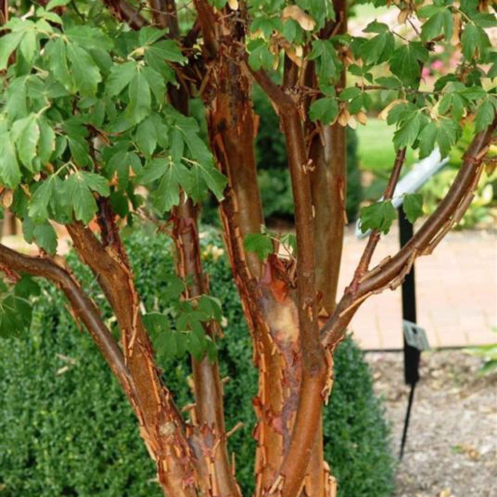 PAPERBARK MAPLE Acer Griseum 5,10 SEEDS