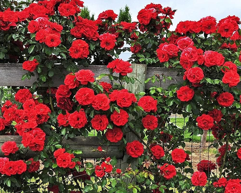 Long-Blooming Mix Climbing Rose Seeds – Perfect for Indoor and Outdoor Gardens