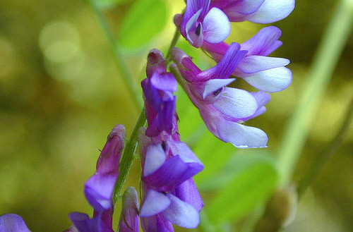 1/2 lb Hairy Vetch Seeds Nitrogen Fixer Cover Crop Deer Forage Food Plots 8 oz