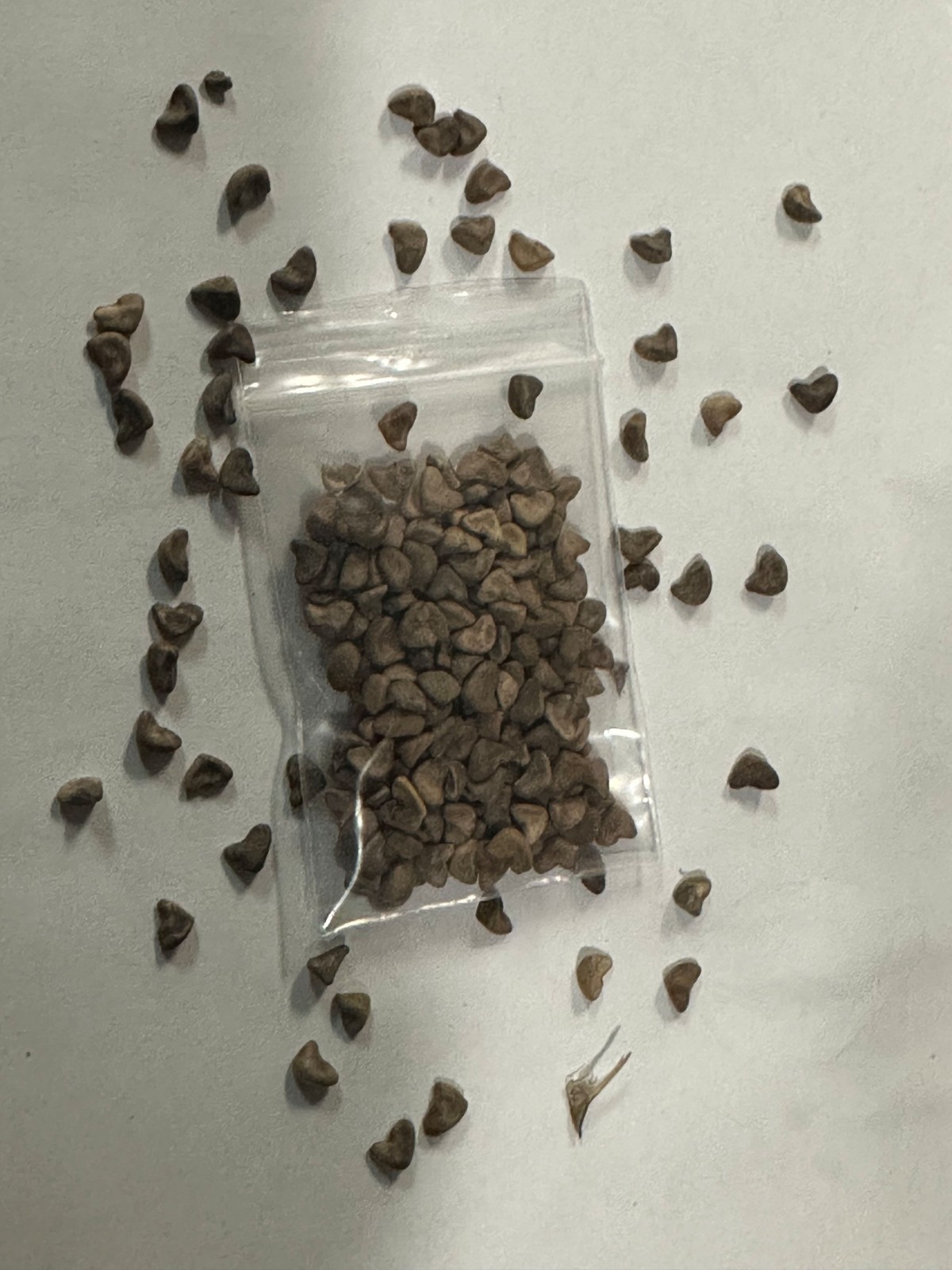 150 Sour Seeds – Asian & African Sour Leaf White Roselle (Hibiscus) Non-GMO