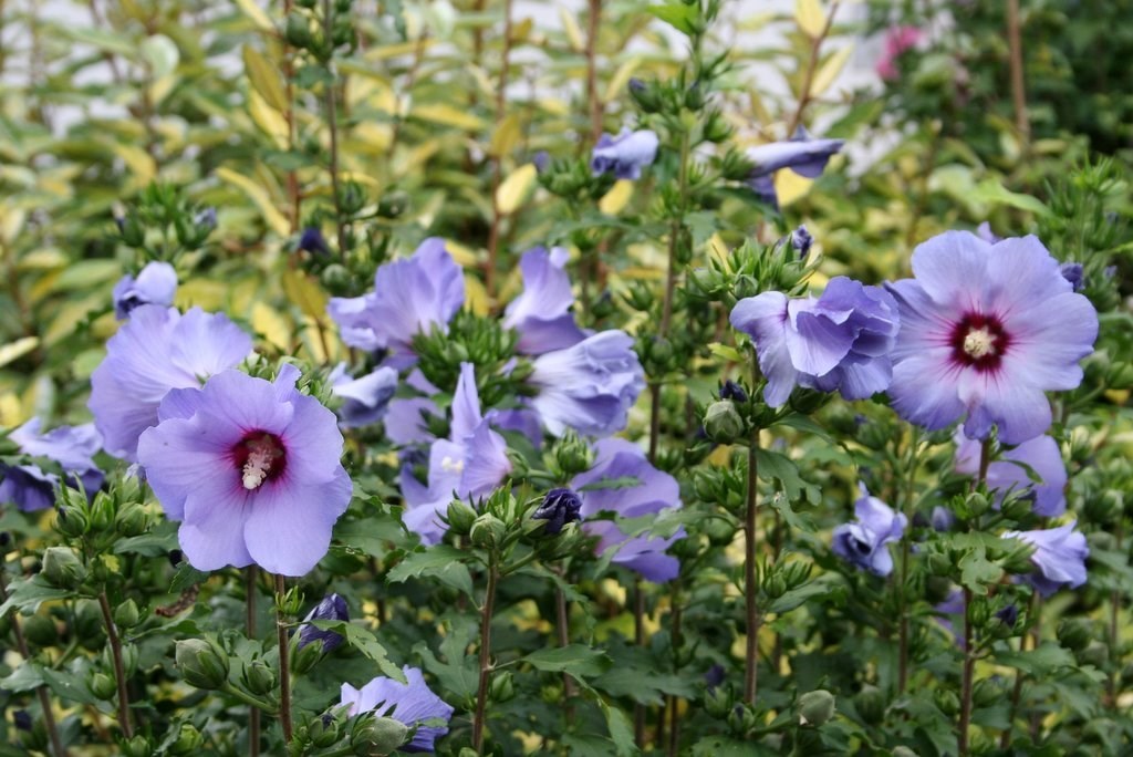Hibiscus syriacus BLUE SATIN Rose of Sharon SEEDS!