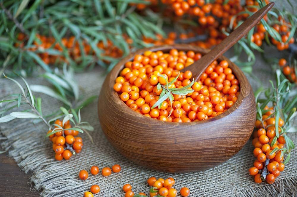 100 Seaberry Bush Seeds to Grow Edible and Delicious