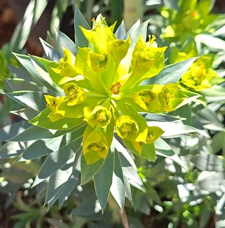 2023 EUPHORBIA, GOPHER PLANT PERENNIAL, 15 SEEDS UPRIGHT MYRTLE/SILVER SPURGE 01