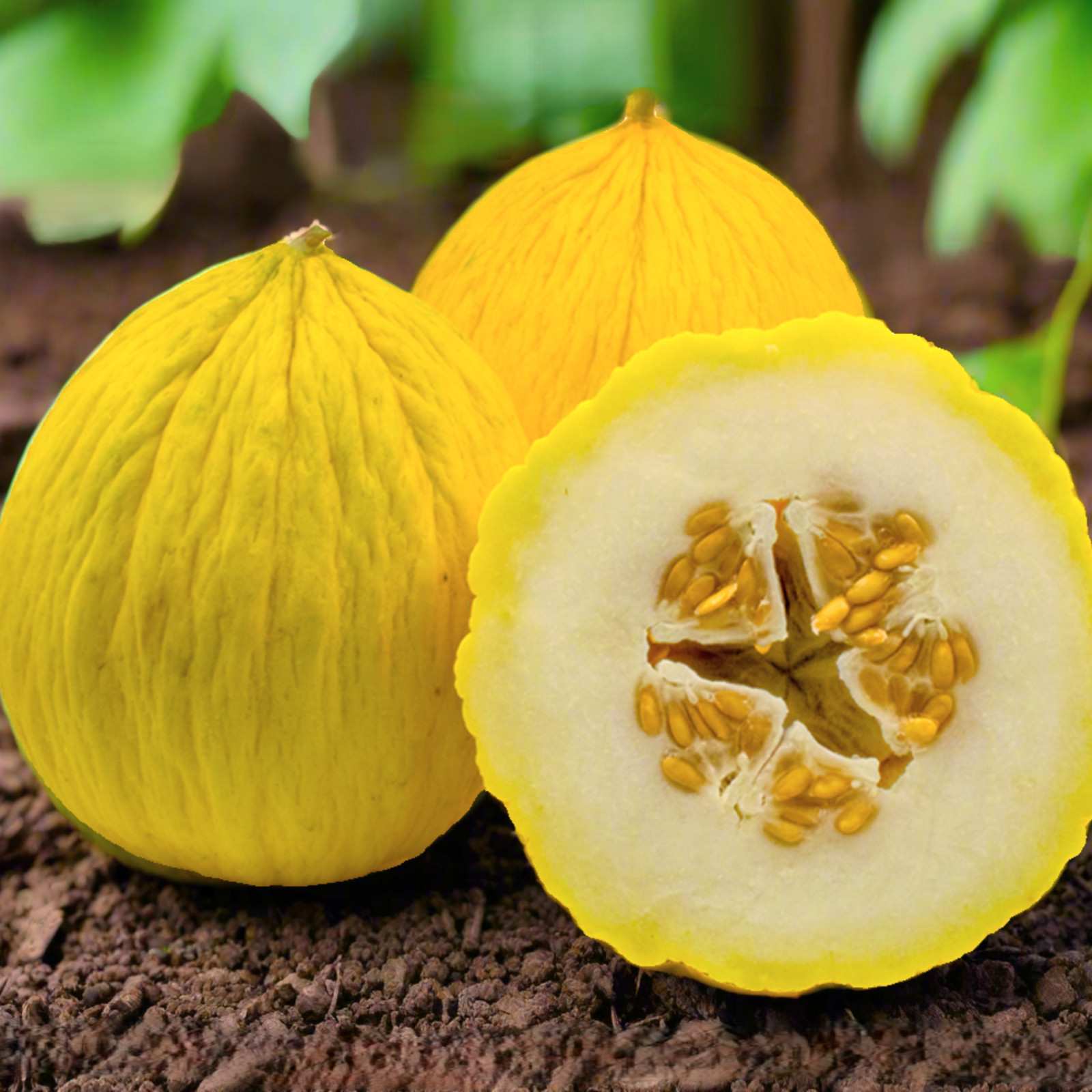 Golden Beauty Casaba Melon Seeds | Yellow Honeydew White Cantaloupe Seed 2025
