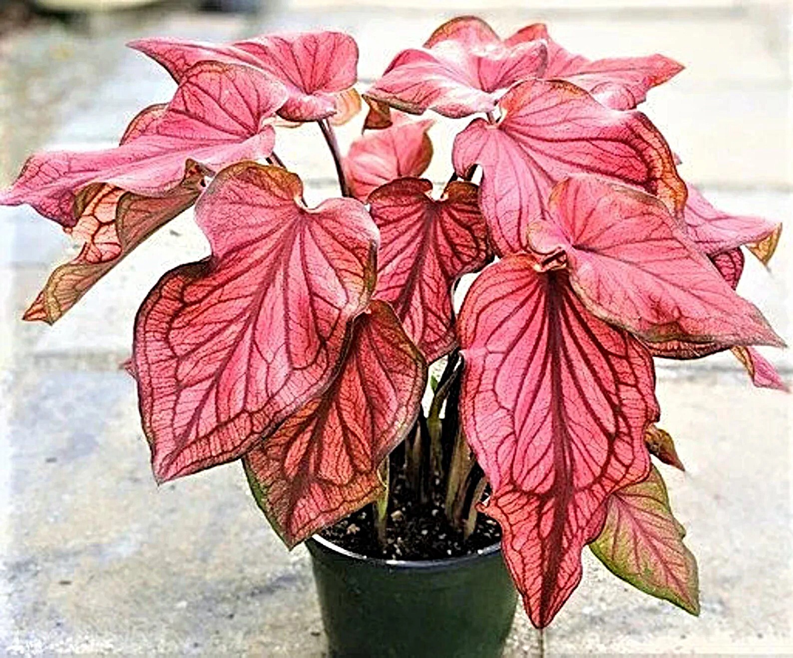 Caladium ”Desert Sunset’ Size#2(2 bulbs) (You get 2 bulbs)
