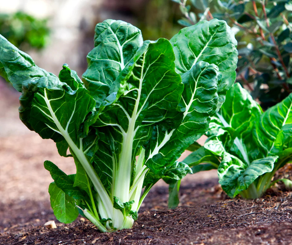 Large White Ribbed Swiss Chard Seeds | Fordhook Lucullus Seed 2025 Fast Shipping