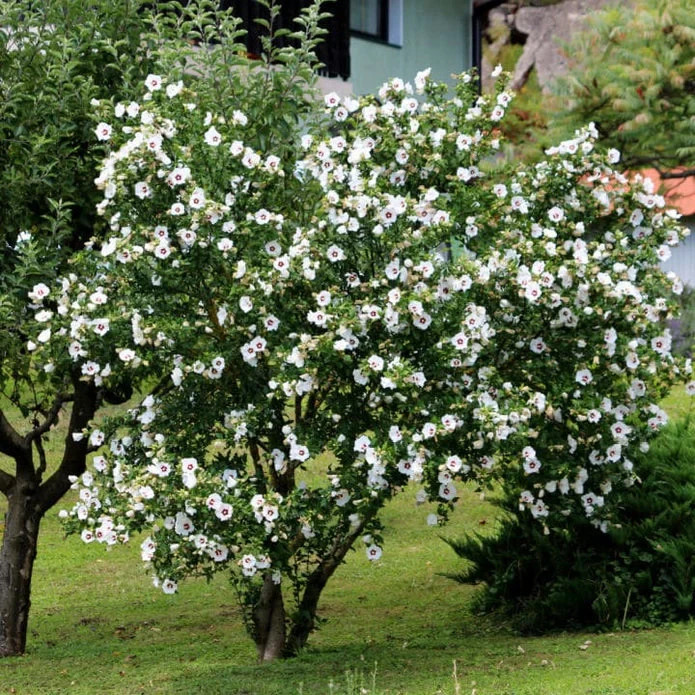 50 Seeds Mixed Colors ROSE Of SHARON (HIBISCUS Syriacus) Double & Single Flowers