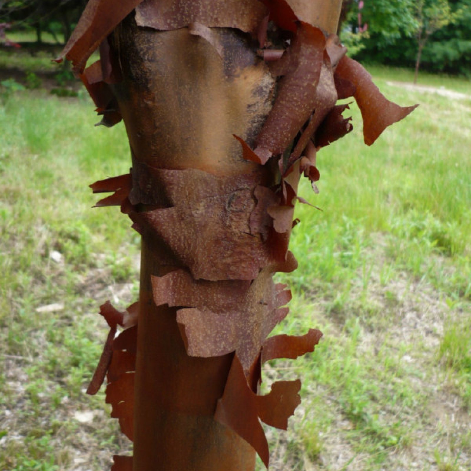 PAPERBARK MAPLE Acer Griseum 5,10 SEEDS