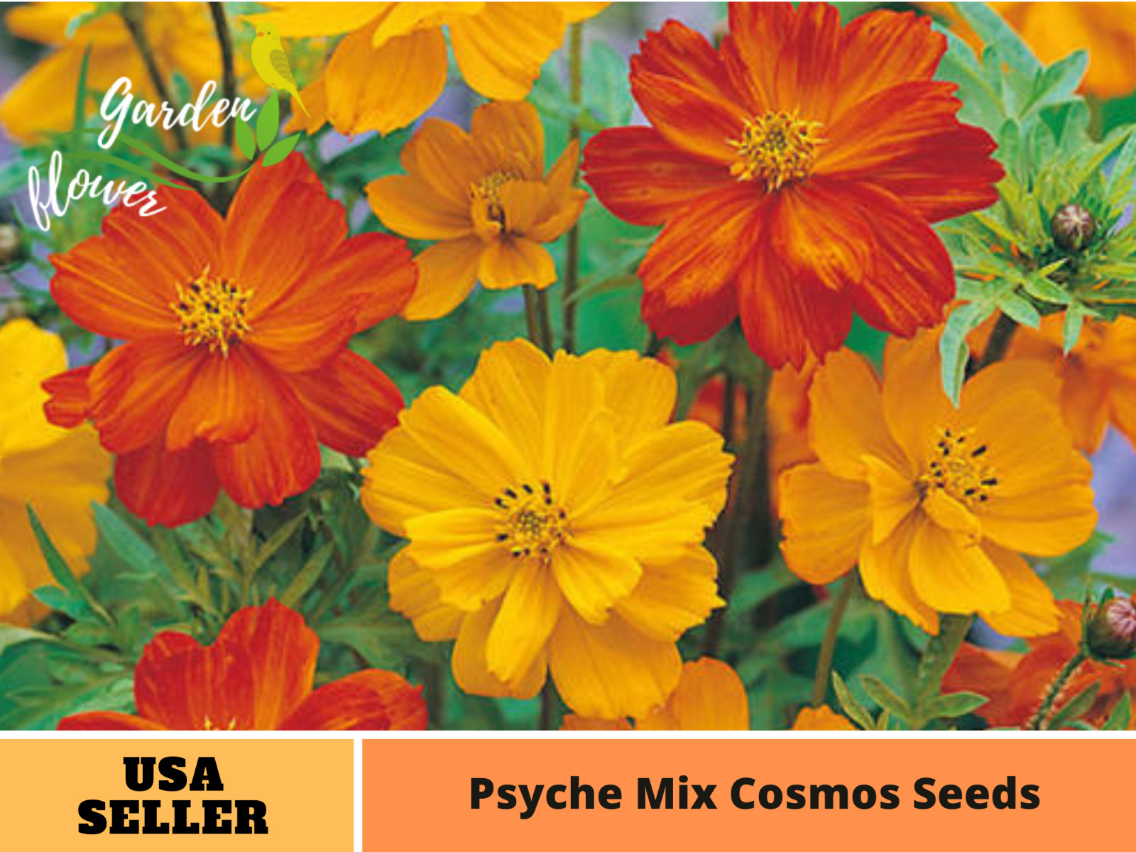 50+Seeds| Polidor Mix Cosmos Seeds Seeds #L005