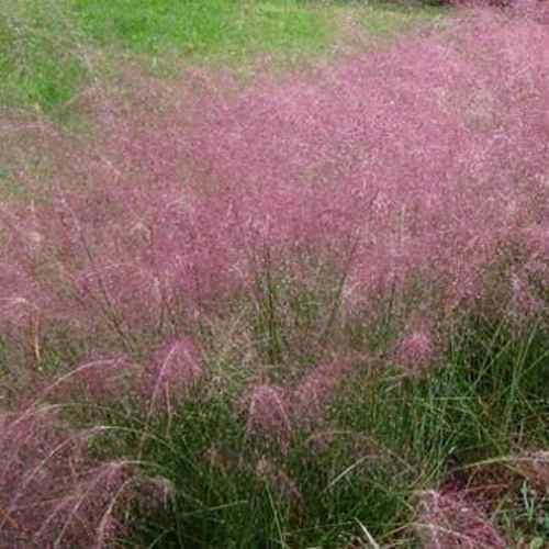 50 Seeds Pink Muhly Drought Tolerant Xeriscape Ornamental Grass Plant Seed