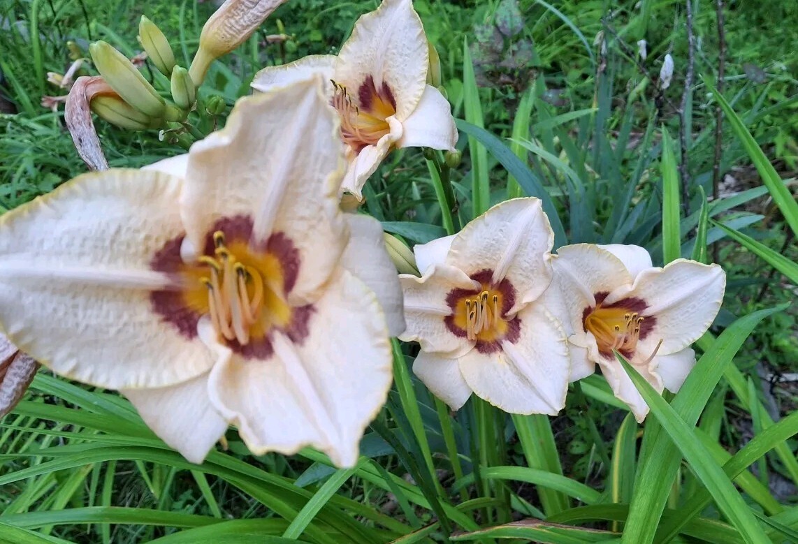 Hemerocallis ‘Gay Cravat’, Daylily, one mature fan, bareroot live starter plant