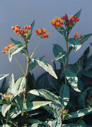Asclepias curassavica Red Butterfly 1,000 seeds