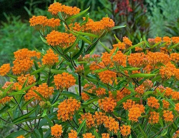 25 ORANGE BUTTERFLY WEED Seeds MILKWEED Monarch Butterflies Asclepias Tuberosa