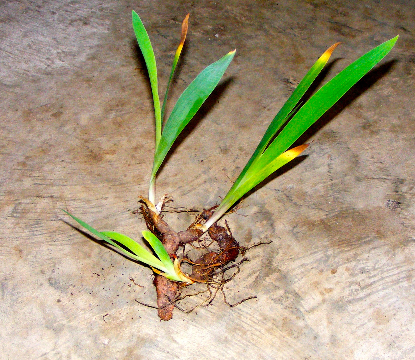 Iris Bulbs Southern ! VIOLET / BLUE
