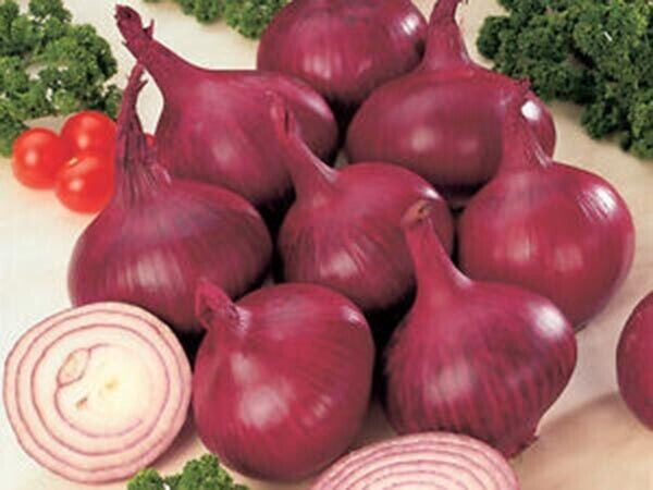 SCARBOROUGH SEEDS Onion, Red Burgundy 300 Seeds Non-GMO | Heirloom | USA