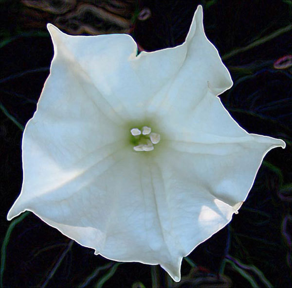 WHITE MOON FLOWERS SEEDS AWESOME PLANT 2024 SEEDS