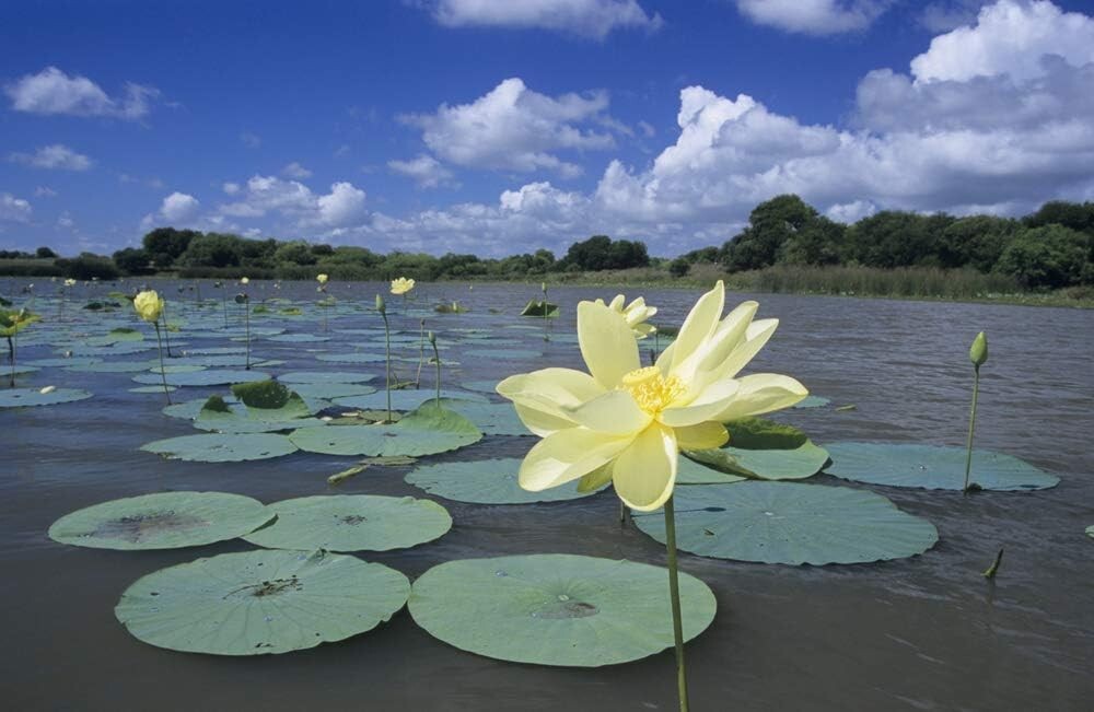 Native US Wildflower Seeds – American Lotus Perennials for Outdoor Water Gardens