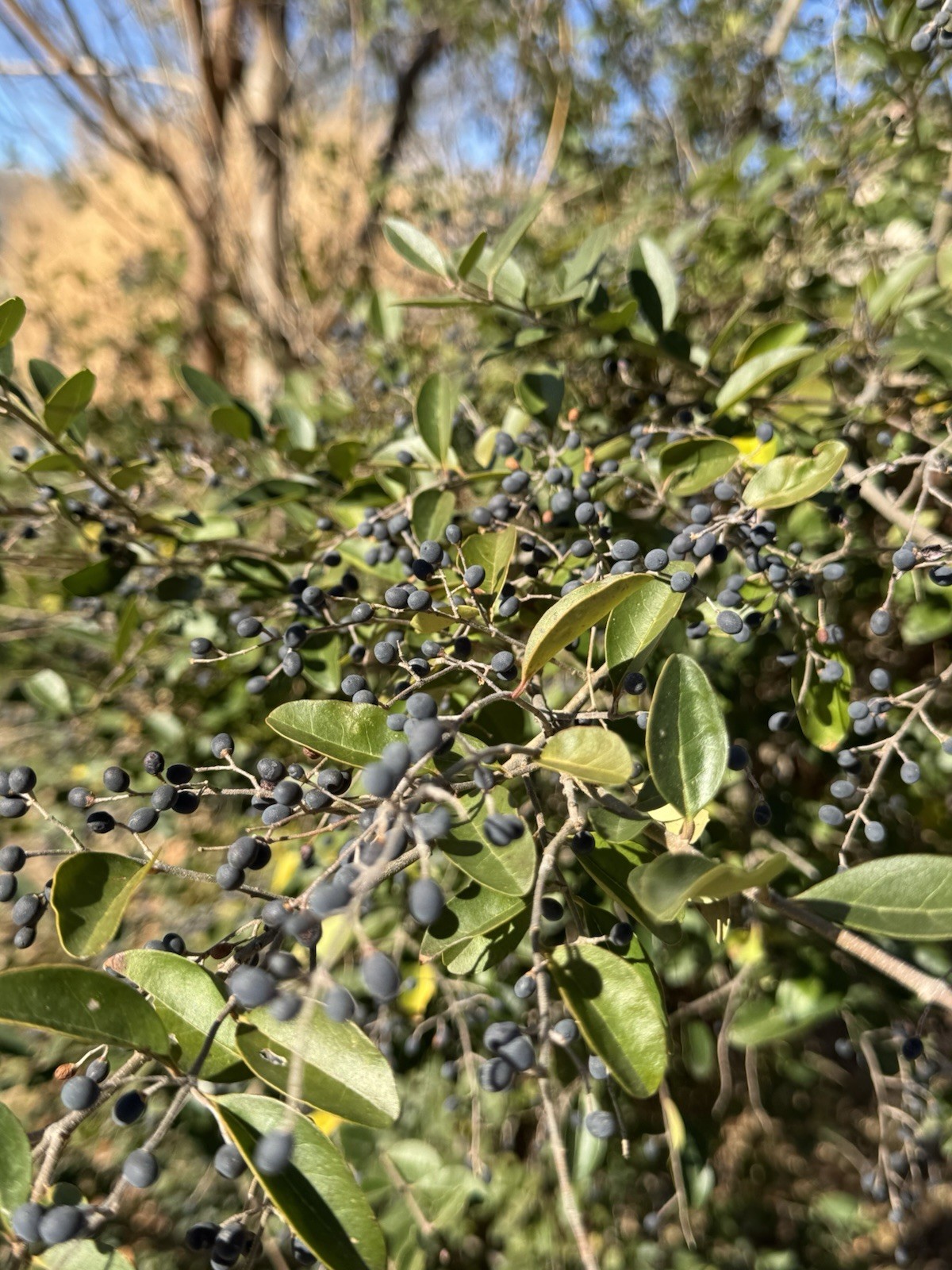 Wild Privet Common Privet European Privet 30 Seeds Non GMO