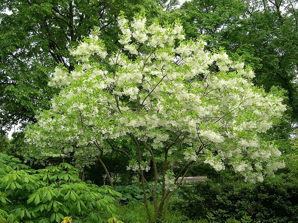 Fringe Tree seeds (Chionanthus virginicus), 5 seeds