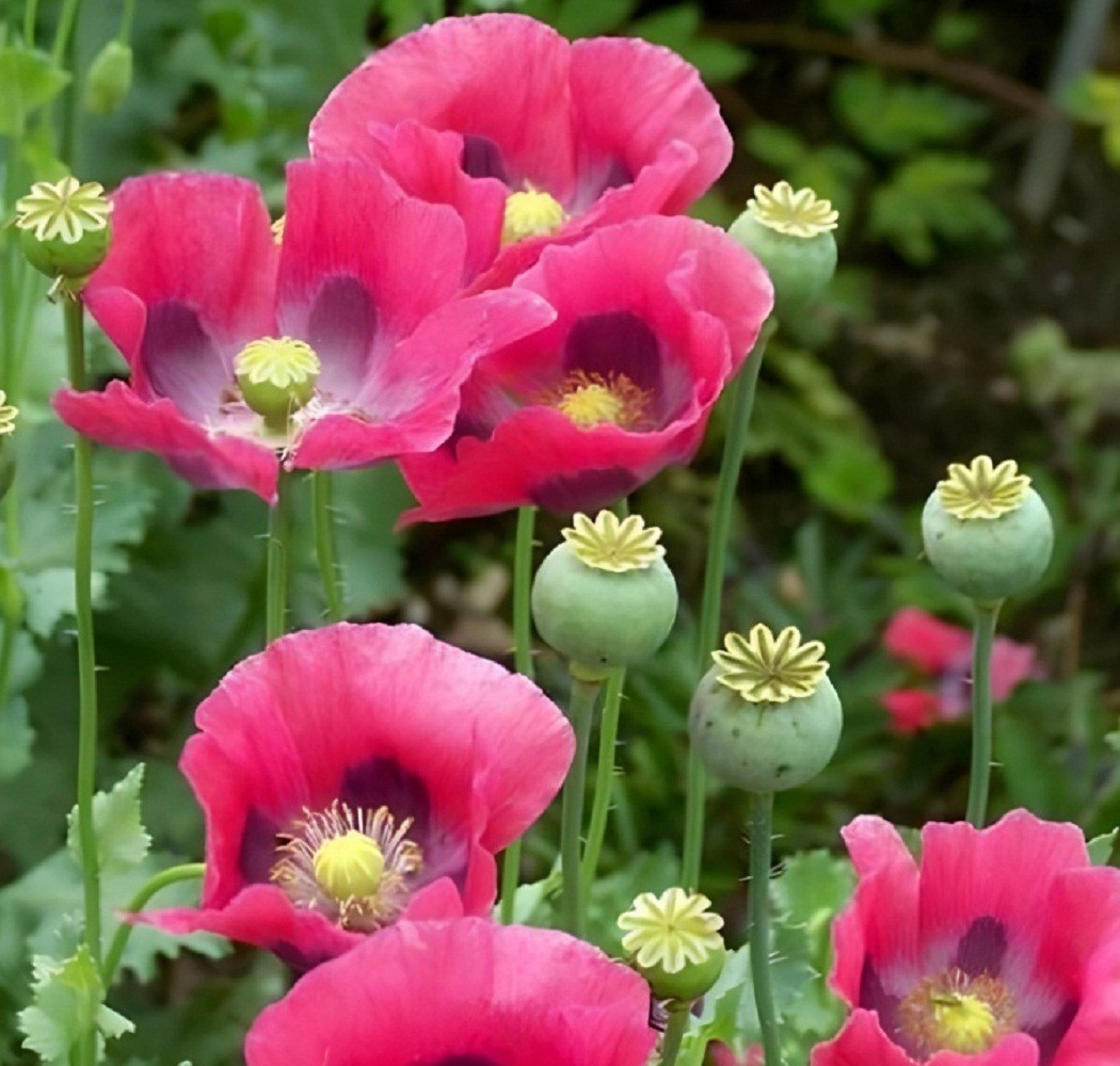 2,500 The Giant Rattle Papavear Somniferum Giganteum Poppy Seeds 2025 Harvest