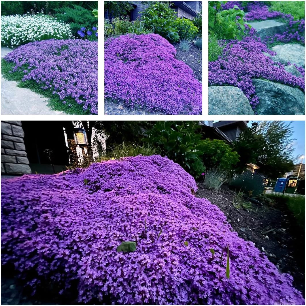 20,000+ Creeping Thyme Seeds Ground Cover, Non-Gmo Perennial Flower Seeds