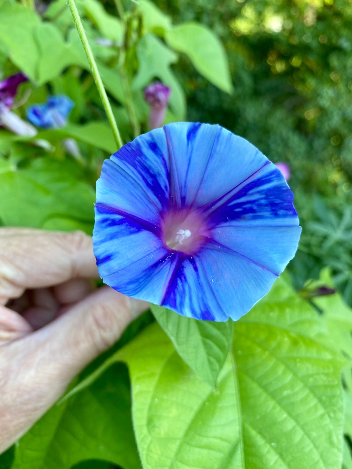 ‘SORA’ Japanese Morning Glory – 8 Seeds-Blue Blizzard Flowers