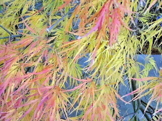 15 WATERFALL JAPANESE MAPLE SEEEDS – Acer palmatum ‘Waterfall’