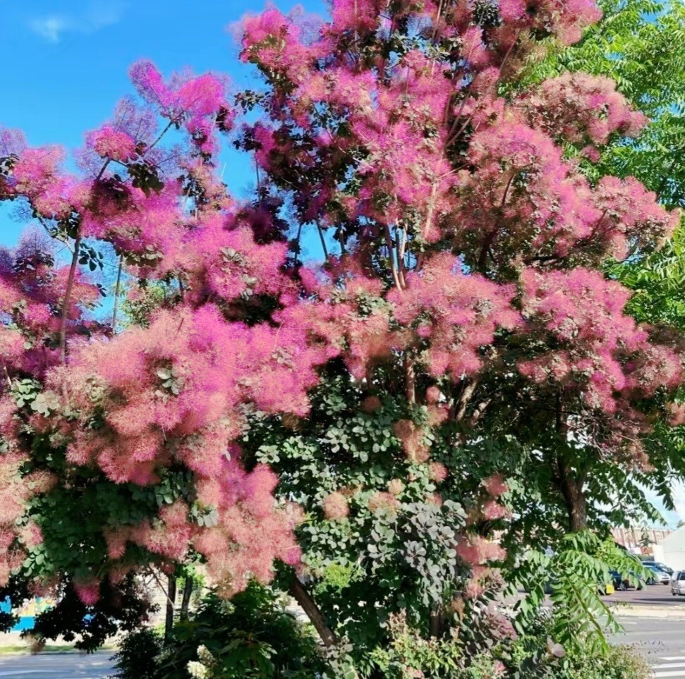 120 Seeds Dwarf Smoketree Royal Purple Tree Rare flowering Cotinus coggygria