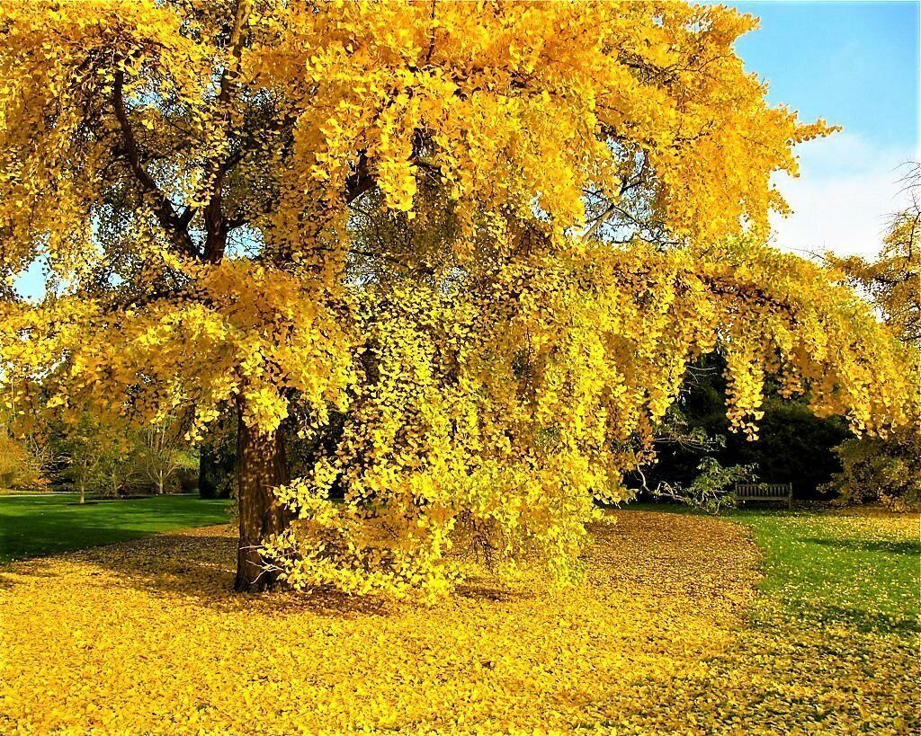 10+ Ginkgo Biloba Seeds Fresh Harvest Maidenhair Tree Plant Landscape or Bonsai