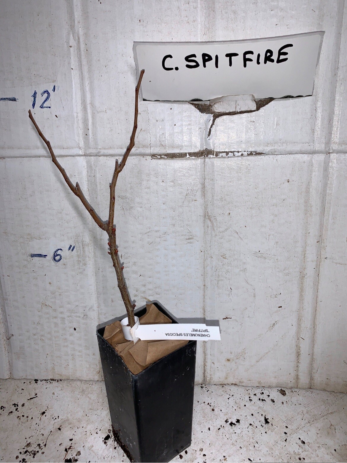 Chaenomeles Speciosa “Spitfire” (Red Flowering Quince) Plant