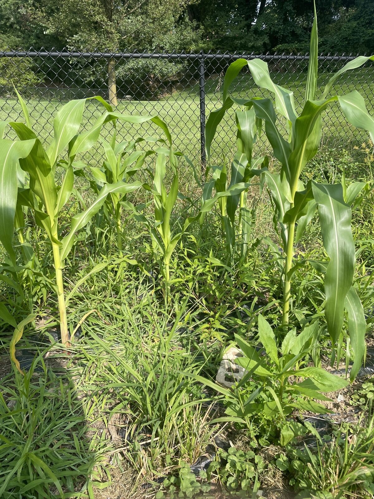 Honey Select Triple Sweet Corn Seeds | AAS Winner Untreated Yellow SY Seed 2023