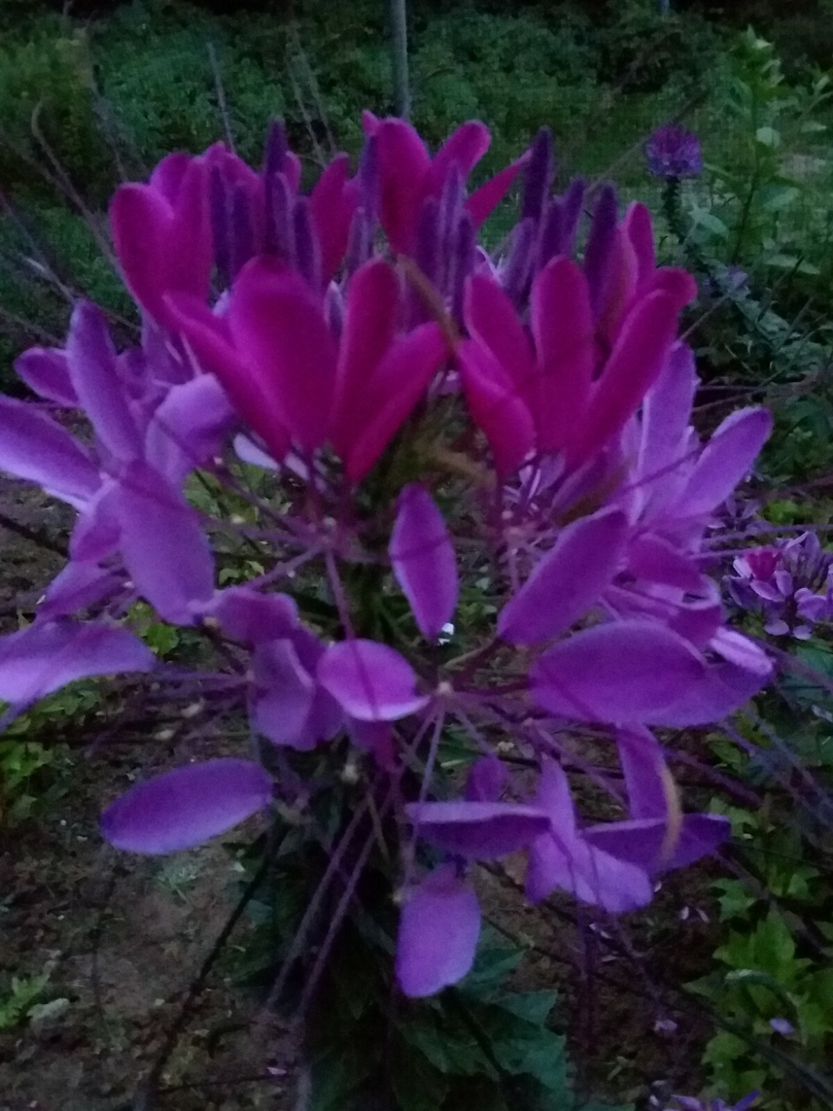 Violet Queen Cleome Seeds- (Spider Flower) 30 Seeds Comb. S/H See Our Store