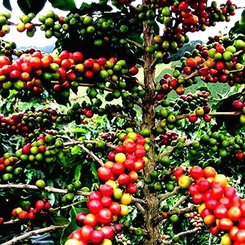 20 Coffea arabica Seeds Tropical EXOTIC Coffee Bean Indoor House Plant Tree RARE