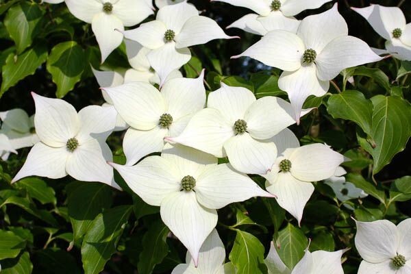 10 SEEDS KOUSA DOGWOOD TREE Zones 4-8 White Flowers With Pretty Red Edible Fruit