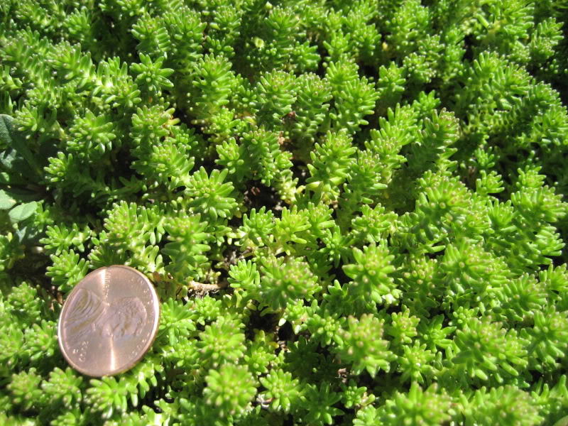 25 SPANISH STONECROP / SEDUM HISPANICUM Groundcover Flower Seeds *Comb S/H
