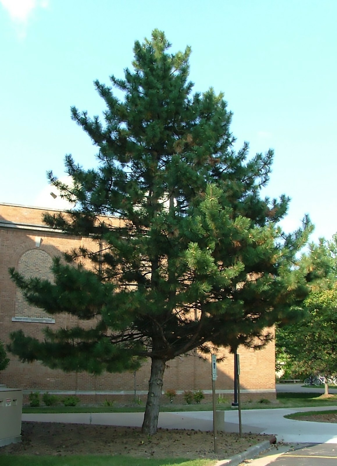 Austrian Pine, Pinus nigra, Tree Seeds (Fast, Evergreen, Hardy, Bonsai)