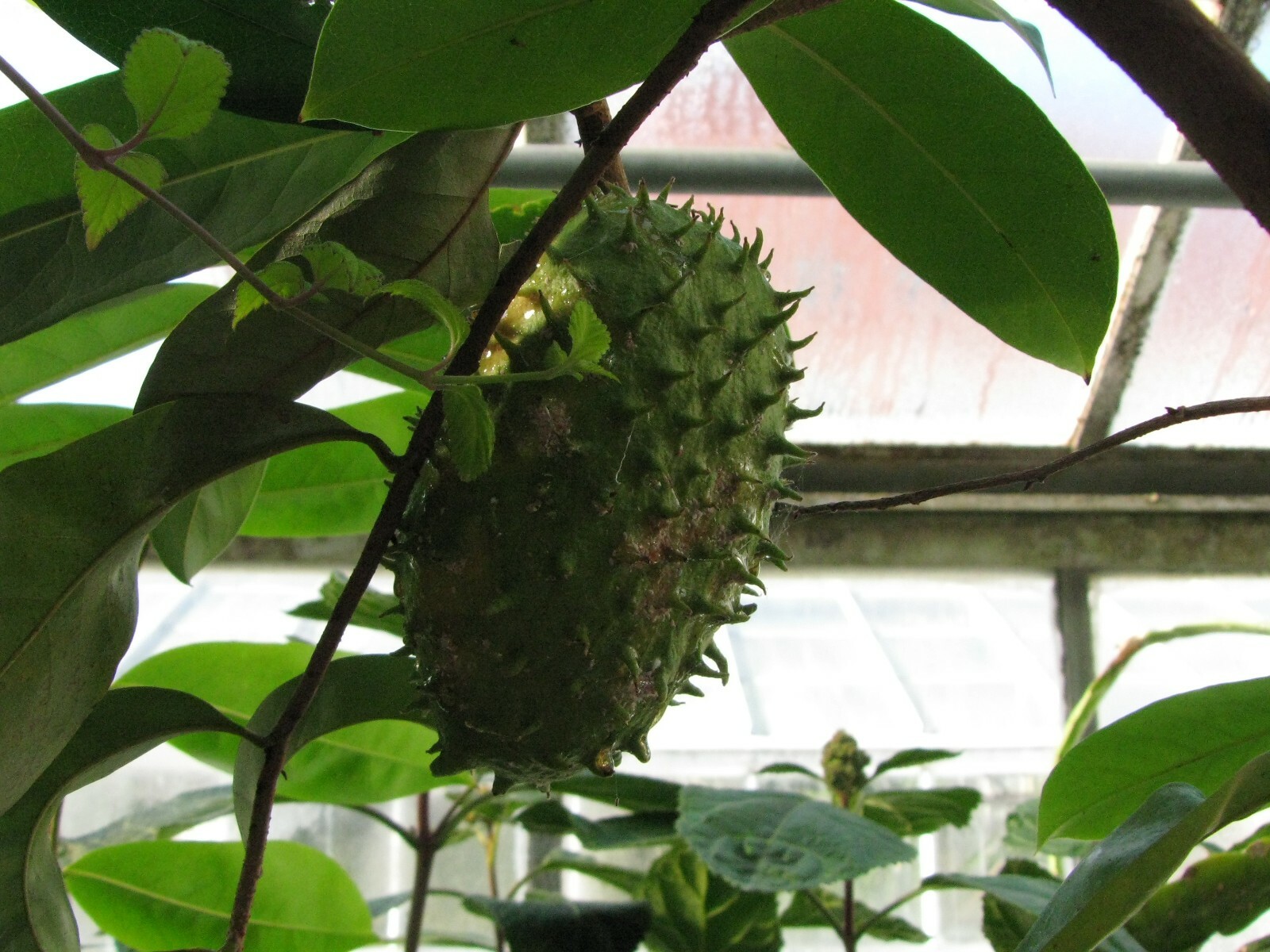 Annona muricata Soursop 10 seeds