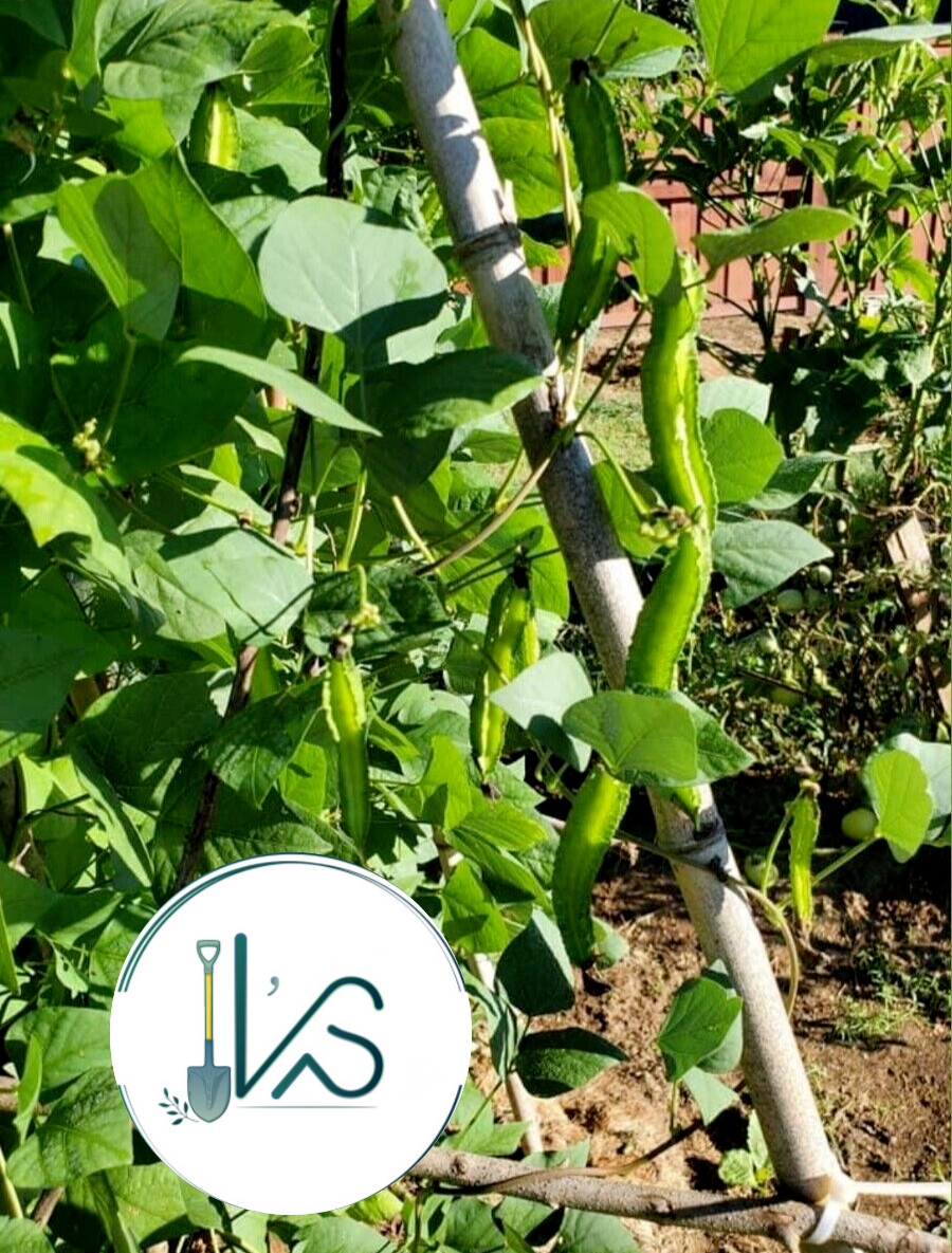 15+PCS WINGED BEAN SEEDS, DRAGON BEAN, ĐẬU RỒNG NGẮN NGÀY -HARVEST AFTER 70 DAYS