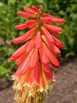 Kniphofia uvaria Border Ballet 250 seeds