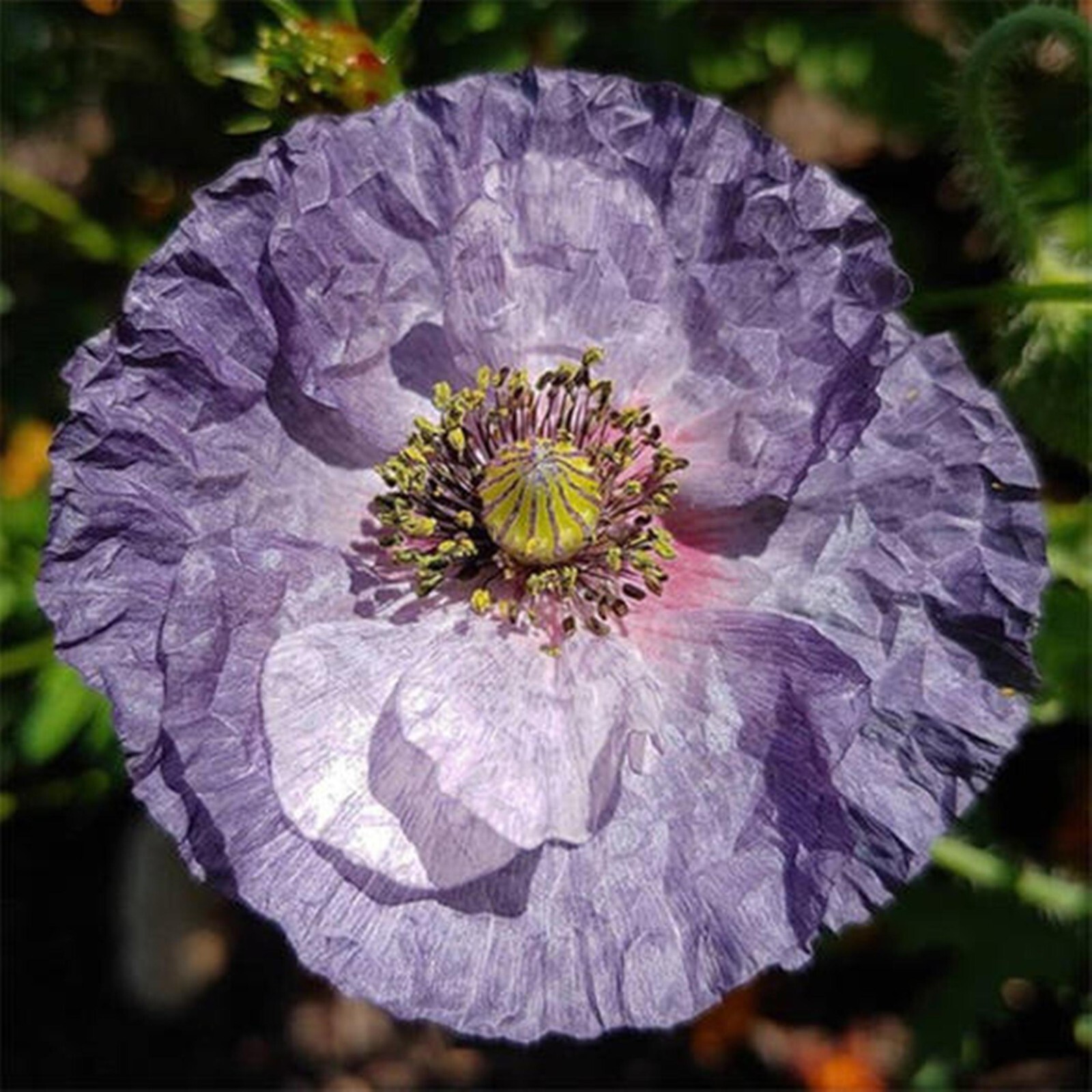 Poppy Shirley Amazing Grey -15 Seeds -Smoky Shades, Great Cut Flower – P. Rhoeas